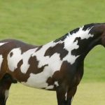 Μόνο 1 στους 9 ανθρώπους θα εντοπίσει ένα δεύτερο άλογο σε 10 δευτερόλεπτα: ένα εξαιρετικά δύσκολο μυστήριο Μόνο 1 στους 9 ανθρώπους θα εντοπίσει ένα δεύτερο άλογο