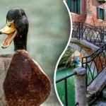 Βρείτε την πάπια στην εικόνα σε 10 δευτερόλεπτα: μόνο λίγοι