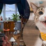 Ένα παζλ για τους πιο προσεκτικούς: πρέπει να βρείτε 2 γάτες σε μια συγκεχυμένη εικόνα. Ένα παζλ για τους πιο προσεκτικούς: πρέπει να βρείτε 2