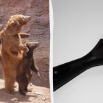 Πρέπει να βρείτε τη γάτα στο ζωολογικό κήπο σε 7 δευτερόλεπτα: ένα πολύ δύσκολο παιχνίδι παζλ Πρέπει να βρείτε τη γάτα στο ζωολογικό κήπο σε 7