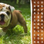 Πού βρίσκεται η λέξη "μπουλντόγκ": έχετε μόνο 10 δευτερόλεπτα για να βρείτε την απάντηση στο παζλ Πού βρίσκεται η λέξη “μπουλντόγκ”: έχετε μόνο 10 δευτερόλεπτα για