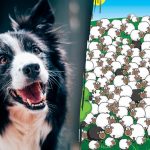 Πού κρύβεται ο σκύλος: μόνο λίγοι θα τον βρουν ανάμεσα στα πρόβατα σε 5 δευτερόλεπτα Πού κρύβεται ο σκύλος: μόνο λίγοι θα τον βρουν ανάμεσα