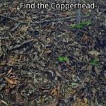 Πού είναι το φίδι στην εικόνα: θα πρέπει να έχετε