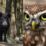 Μόνο οι άνθρωποι με ισχυρό IQ θα βρουν την πονηρή κουκουβάγια σε 9 δευτερόλεπτα: μια εξελιγμένη οπτική ψευδαίσθηση Μόνο οι άνθρωποι με ισχυρό IQ θα βρουν την πονηρή