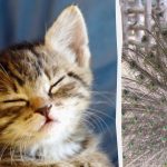 Όλοι βλέπουν ένα παγώνι και μόνο οι άνθρωποι με υψηλό IQ θα βρουν ένα γατάκι σε 10 δευτερόλεπτα: μια παράξενη ψευδαίσθηση. Όλοι βλέπουν ένα παγώνι και μόνο οι άνθρωποι με υψηλό