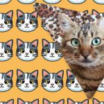 Μόνο άνθρωποι με μεγαλειώδη IQ θα δουν μια παράξενη γάτα