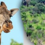 Βρείτε όλα τα ζώα της εικόνας σε 10 δευτερόλεπτα: ένα