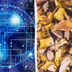 Γρήγορο τεστ IQ: βρείτε τρεις χελώνες ανάμεσα στα φύλλα σε 9 δευτερόλεπτα Γρήγορο τεστ IQ: βρείτε τρεις χελώνες ανάμεσα στα φύλλα σε