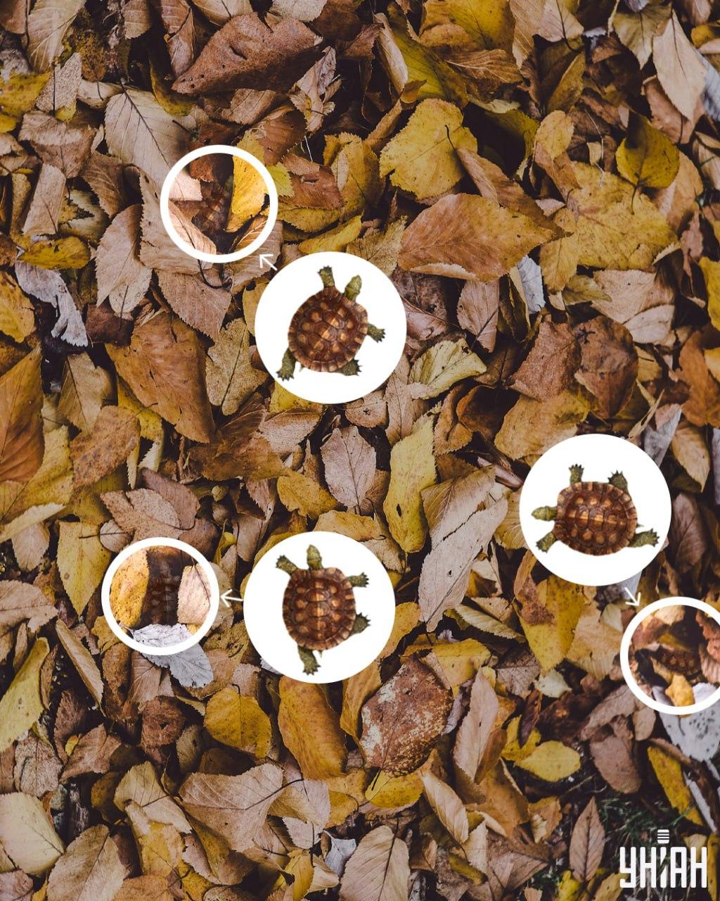 Το κέλυφος της χελώνας μπορεί εύκολα να μπερδευτεί με τα κιτρινισμένα φύλλα / κολάζ Moje