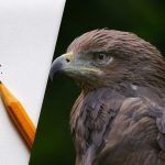 Βρείτε τον αετό σε 8 δευτερόλεπτα: μια έξυπνη οπτική ψευδαίσθηση για τεστ IQ Βρείτε τον αετό σε 8 δευτερόλεπτα: μια έξυπνη οπτική ψευδαίσθηση