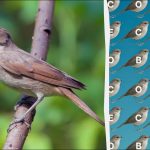 Μόνο άνθρωποι με μάτια αετού μπορούν να βρουν τη λέξη