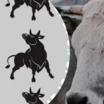 Μόνο μια ιδιοφυΐα παζλ μπορεί να το κάνει: βρείτε τον "ειδικό" ταύρο σε 4 δευτερόλεπτα Μόνο μια ιδιοφυΐα παζλ μπορεί να το κάνει: βρείτε τον