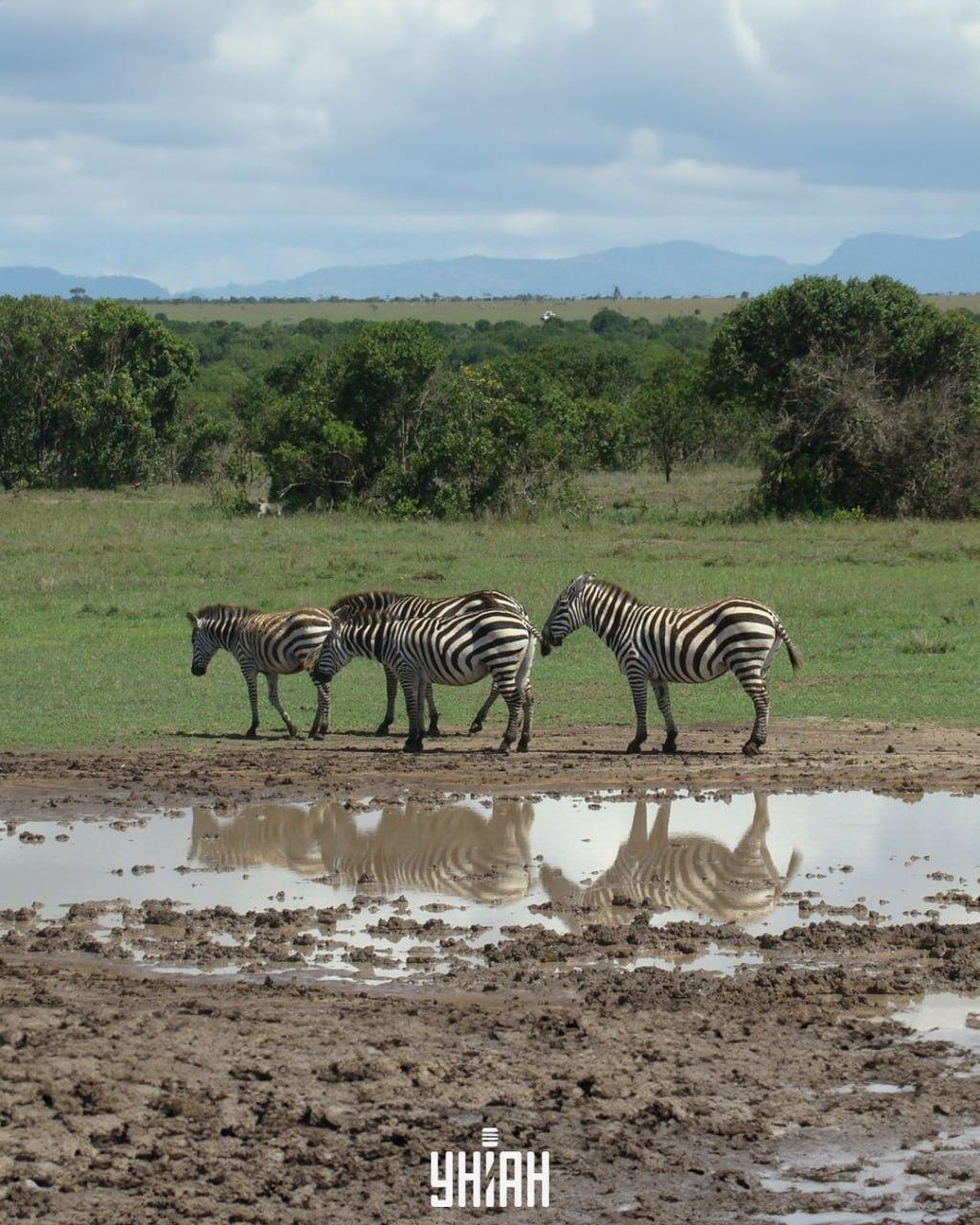 Είναι απαραίτητο να βρεθεί ο σκύλος εγκαίρως / κολάζ με φωτογραφία Moje