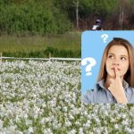 Μόνο άνθρωποι με εκπληκτικό IQ θα βρουν έναν πελαργό σε 9 δευτερόλεπτα: μια πρωτότυπη οπτική ψευδαίσθηση Μόνο άνθρωποι με εκπληκτικό IQ θα βρουν έναν πελαργό σε