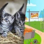 Ένα παζλ για τους λάτρεις της γάτας: πρέπει να βρείτε