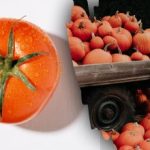 Βρείτε μια ντομάτα ανάμεσα στις κολοκύθες σε 8 δευτερόλεπτα: ένας φθινοπωρινός γρίφος για τους πιο προσεκτικούς από εσάς Βρείτε μια ντομάτα ανάμεσα στις κολοκύθες σε 8 δευτερόλεπτα: ένας