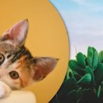 Μόνο οι πιο προσεκτικοί θα βρουν μια γάτα ανάμεσα στους