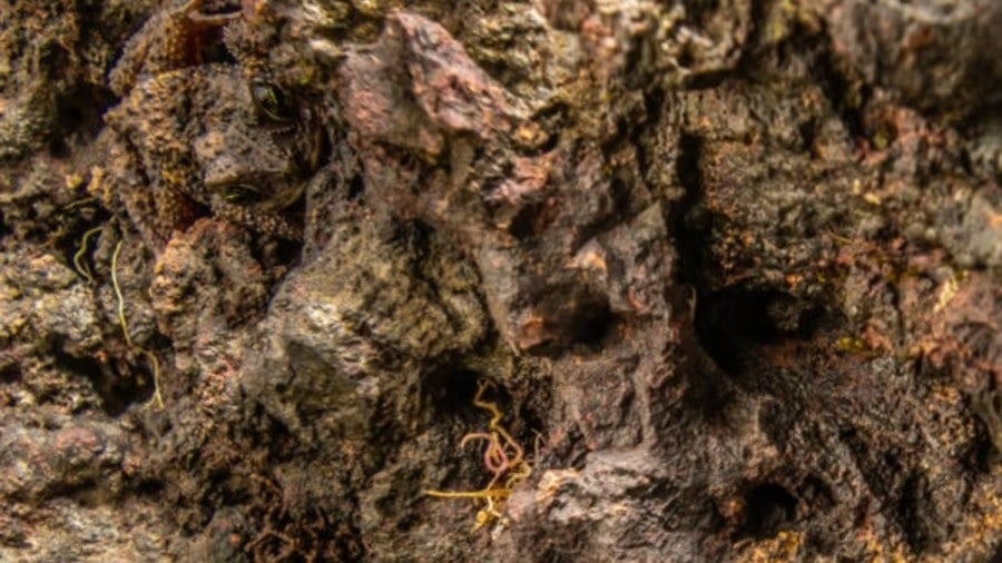 Οπτική ψευδαίσθηση