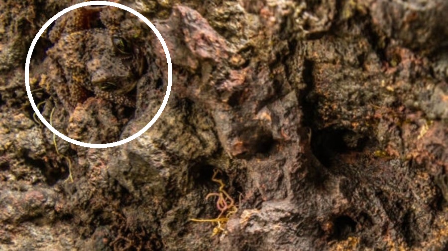 Οπτική ψευδαίσθηση