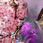 Οι περισσότεροι άνθρωποι δεν θα βρουν μια πεταλούδα σε ένα δέντρο: ένα δύσκολο παζλ για τους πιο προσεκτικούς Οι περισσότεροι άνθρωποι δεν θα βρουν μια πεταλούδα σε ένα