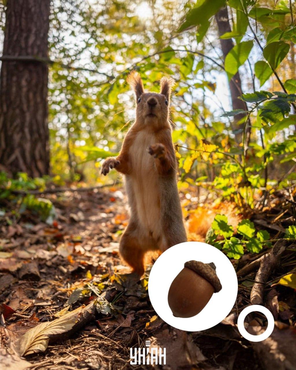 Το βελανίδι βρισκόταν στο κάτω μέρος του οπτικού παζλ / κολάζ με φωτογραφία Moje