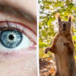 Παζλ με "παγίδα": όλοι βλέπουν έναν σκίουρο, αλλά πρέπει να βρείτε ένα βελανίδι στο δάσος σε 7 δευτερόλεπτα. Παζλ με “παγίδα”: όλοι βλέπουν έναν σκίουρο, αλλά πρέπει να