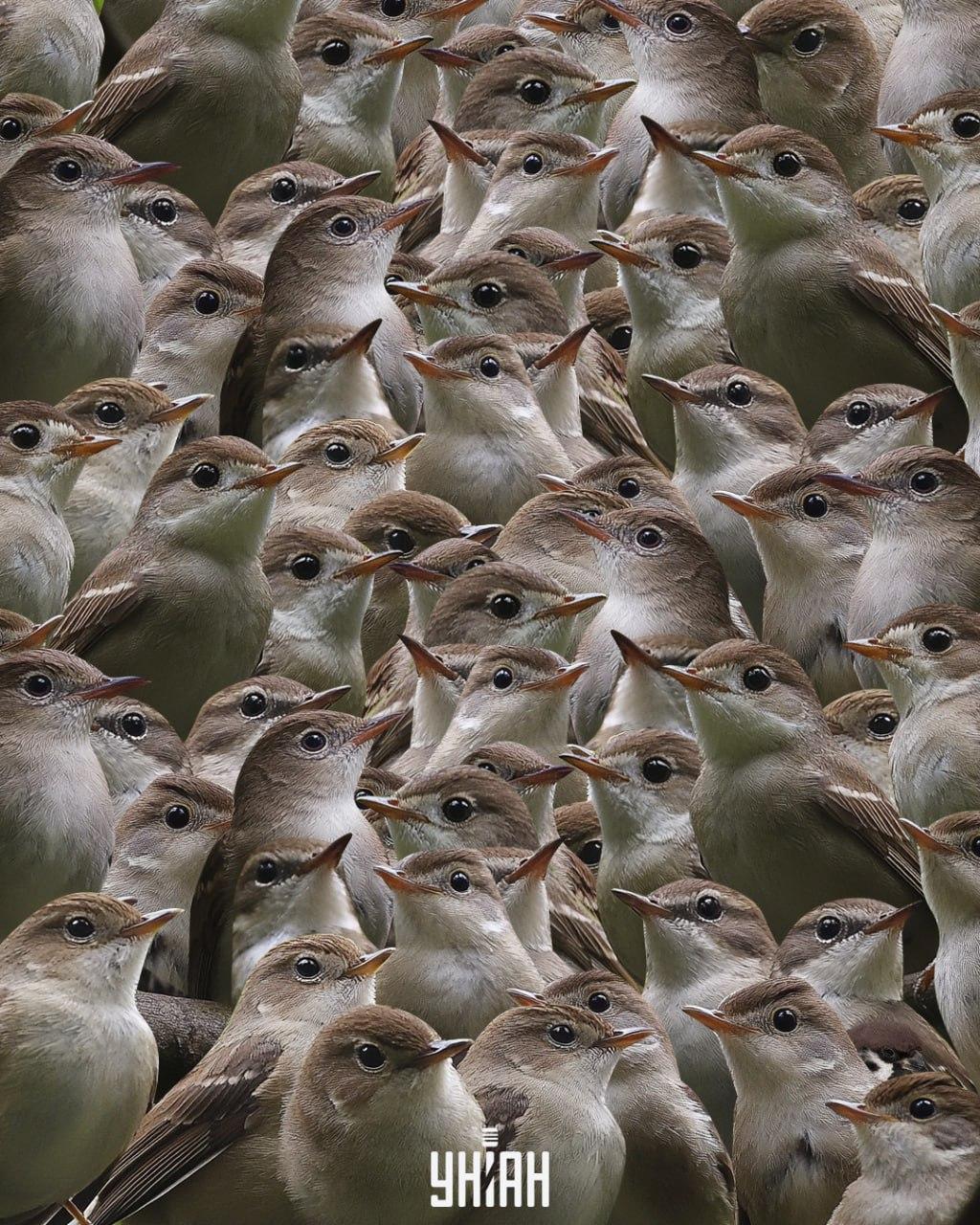 Πρέπει να ψάξετε για ένα σπουργίτι ανάμεσα σε αηδόνια / Κολάζ Moje