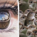 Πρέπει να είσαι ντετέκτιβ για να βρεις ένα σπουργίτι ανάμεσα στα αηδόνια σε 12 δευτερόλεπτα: ένα δύσκολο αίνιγμα Πρέπει να είσαι ντετέκτιβ για να βρεις ένα σπουργίτι ανάμεσα