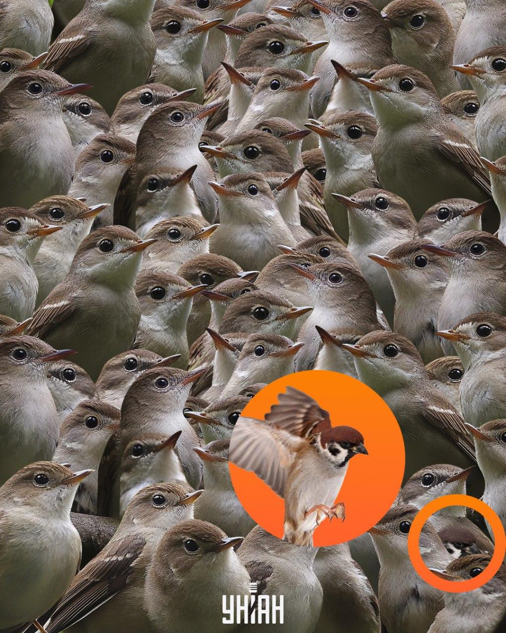 Το σπουργίτι βρισκόταν στο κάτω μέρος του παζλ / κολάζ Moje