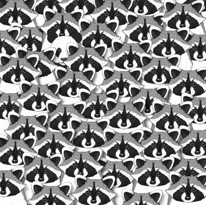 Ψευδαίσθηση για τους πιο προσεκτικούς: μόνο λίγοι θα μπορέσουν να βρουν το πάντα ανάμεσα στα ρακούν