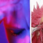 Μόνο ένας γεννημένος κατάσκοπος θα ξεσκεπάσει τον παράξενο κόκορα σε 13 δευτερόλεπτα: ένα δύσκολο παιχνίδι παζλ Μόνο ένας γεννημένος κατάσκοπος θα ξεσκεπάσει τον παράξενο κόκορα σε