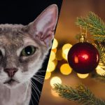 Μόνο ένας άνετος ντετέκτιβ μπορεί να βρει μια γάτα σε εννέα δευτερόλεπτα: ένα παζλ για την παραμονή της Πρωτοχρονιάς. Μόνο ένας άνετος ντετέκτιβ μπορεί να βρει μια γάτα σε