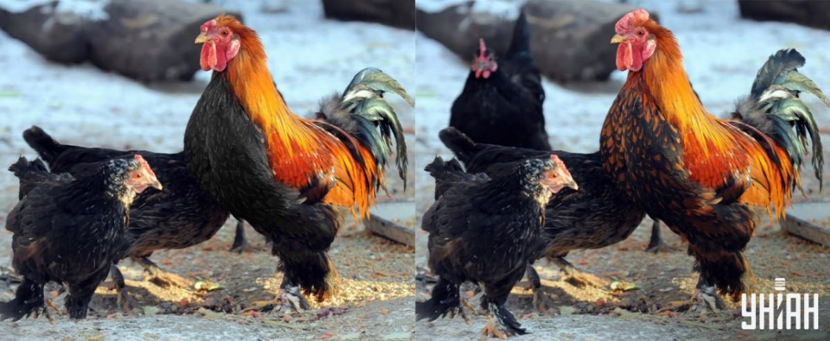 Βρείτε όλες τις διαφορές σε 15 δευτερόλεπτα / Moje κολάζ