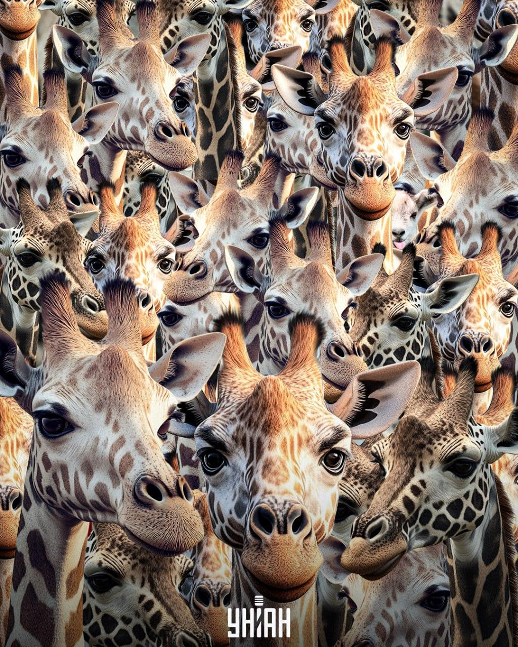 Είναι απαραίτητο να βρείτε μια κακομαθημένη κατσίκα / κολάζ Moje