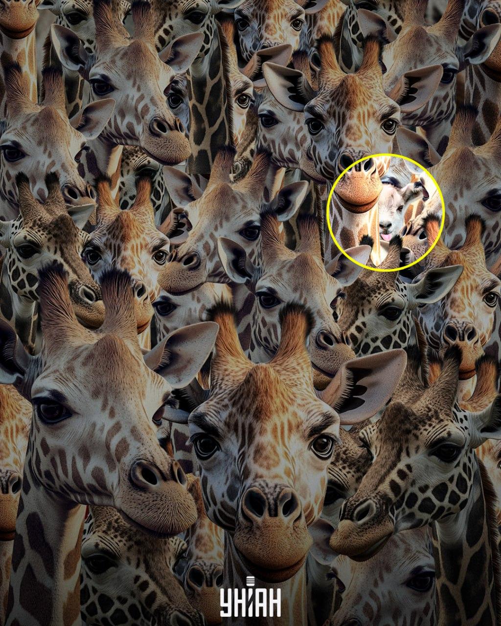 Πρέπει να εντοπίσουμε την αγενή κατσίκα / Κολάζ Moje