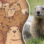 Μόνο λίγοι θα μαντέψουν: πρέπει να βρείτε έναν κάστορα ανάμεσα