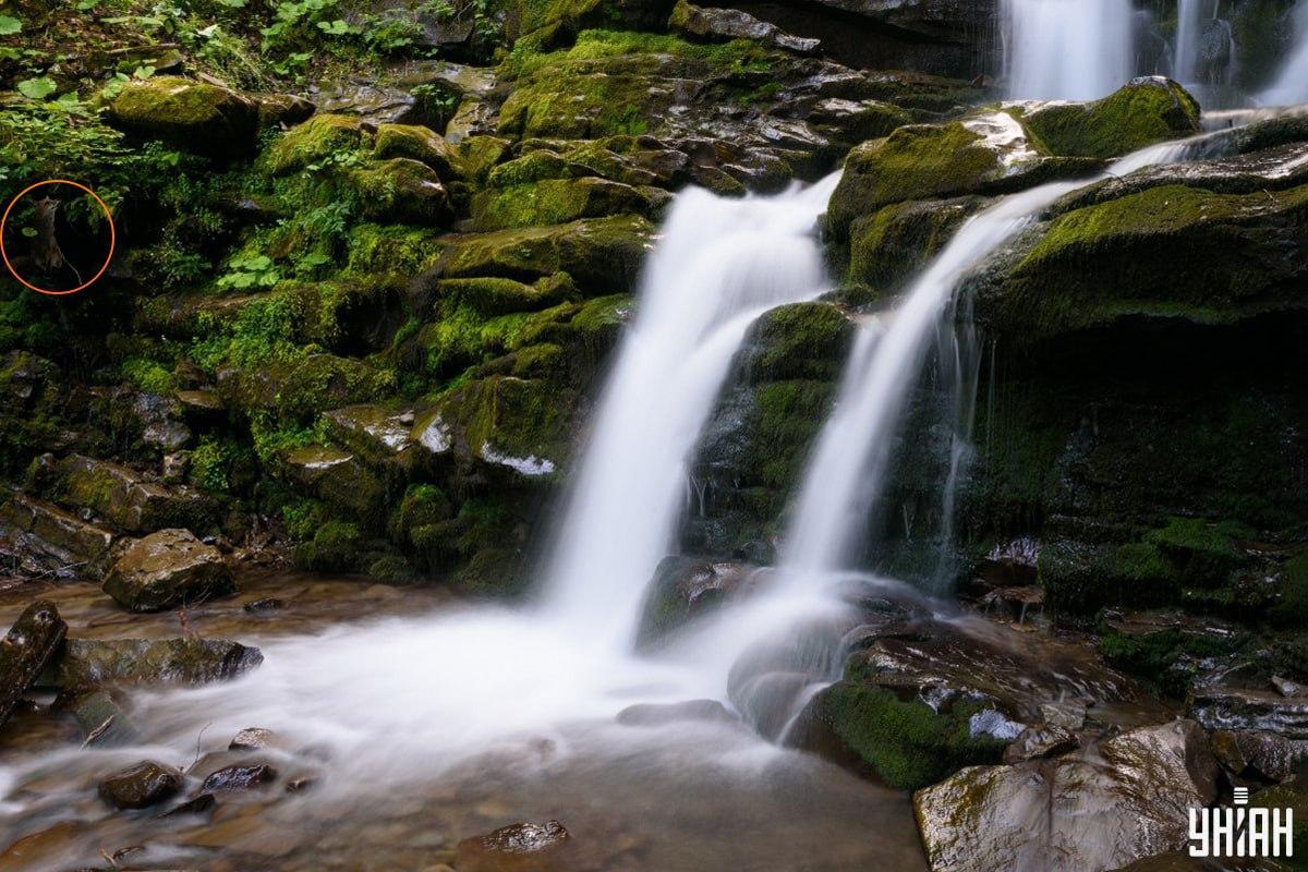Η απάντηση στον γρίφο με την αλεπού - πού ακριβώς κρύβεται το ζώο / Κολάζ Moje, φωτογραφία Moje