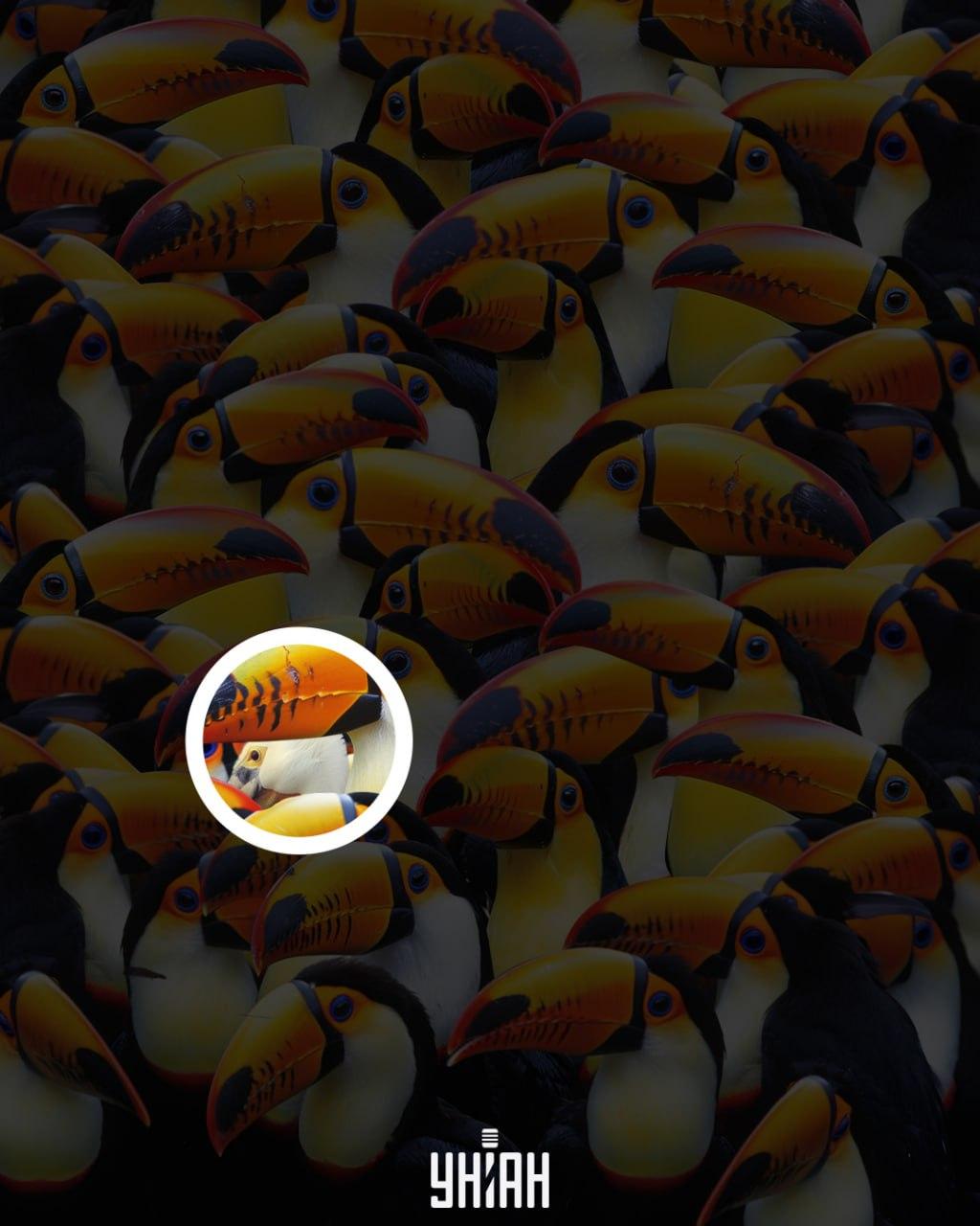 Ο πελεκάνος βρισκόταν κοντά στο κέντρο της εικόνας / Κολάζ Moje