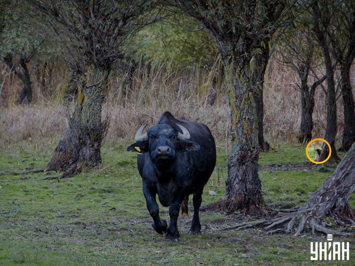 Το πουλί βρισκόταν στην αριστερή πλευρά του παζλ / Φωτογραφικό κολάζ Moje