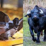 Όλοι βλέπουν ένα βουβάλι, και μόνο λίγοι βρίσκουν ένα κοράκι στο δάσος σε 6 δευτερόλεπτα: ένα δύσκολο παιχνίδι παζλ Όλοι βλέπουν ένα βουβάλι, και μόνο λίγοι βρίσκουν ένα κοράκι