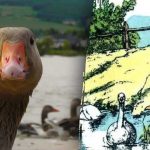 Ένας δύσκολος γρίφος: μόνο ένας πραγματικός ντετέκτιβ θα βρει την πέμπτη χήνα σε 7 δευτερόλεπτα. Ένας δύσκολος γρίφος: μόνο ένας πραγματικός ντετέκτιβ θα βρει την