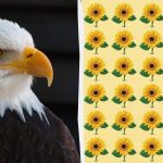 Έχετε αετίσια όραση αν μπορείτε να βρείτε το περίεργο ηλιοτρόπιο