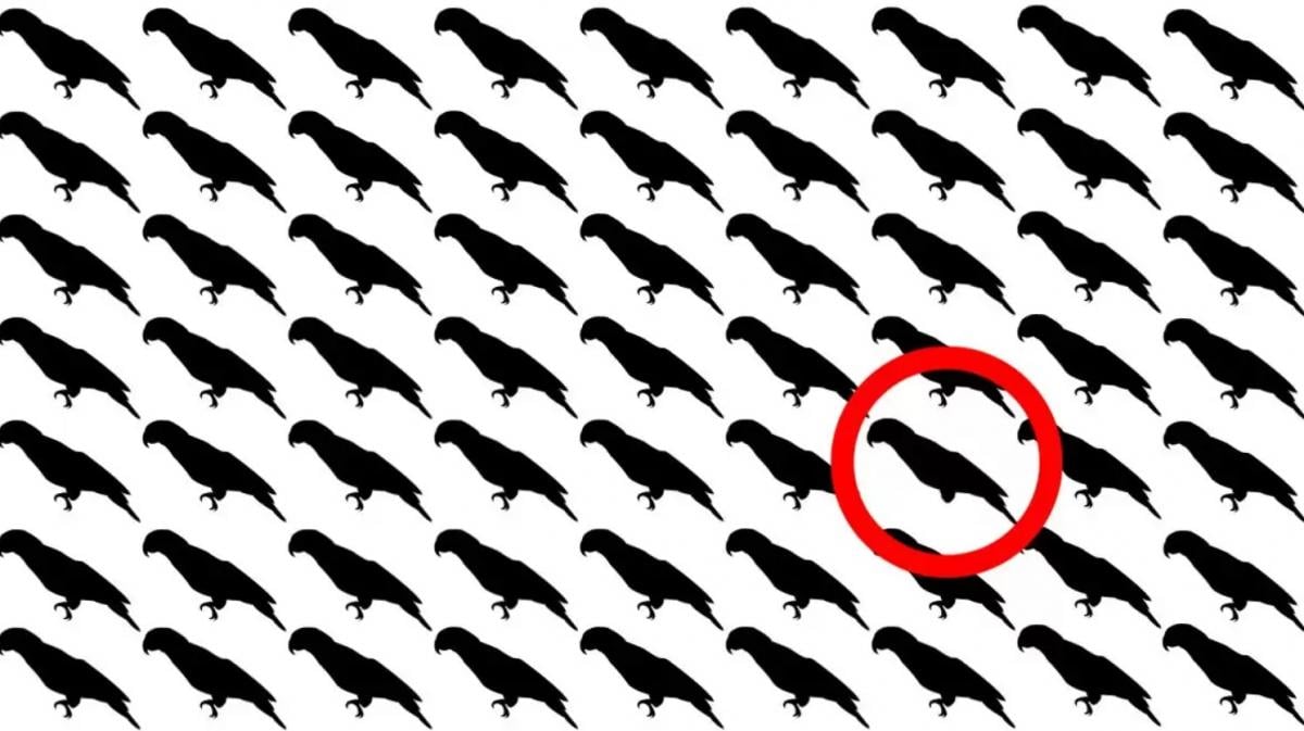 Μόνο το 5% των ανθρώπων θα βρουν τον παπαγάλο σε αυτή την οπτική ψευδαίσθηση σε 10 δευτερόλεπτα