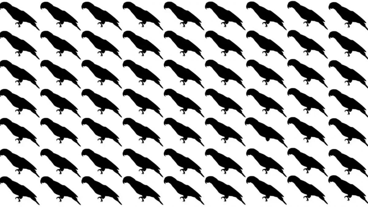 Μόνο το 5% των ανθρώπων θα βρουν τον παπαγάλο σε αυτή την οπτική ψευδαίσθηση μέσα σε 10 δευτερόλεπτα