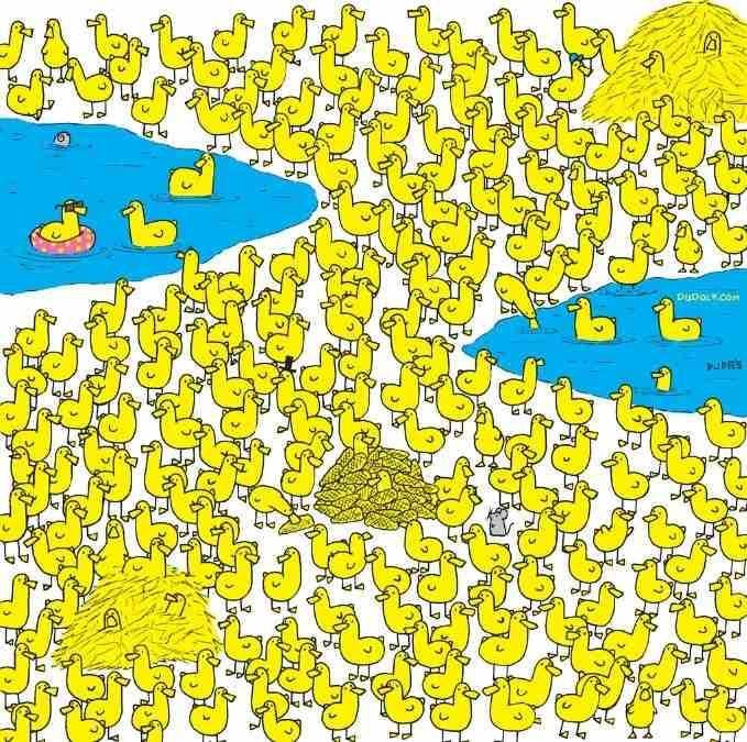 Μόνο οι πιο έξυπνοι θα βρουν το κοτόπουλο ανάμεσα στα παπάκια σε 8 δευτερόλεπτα: νέο παζλ / εικόνα από τον Gergely Dudas
