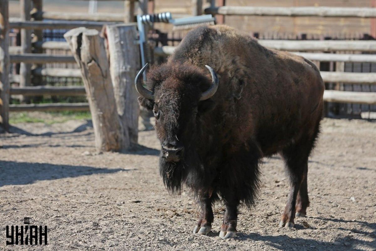 Προσπαθήστε να βρείτε το σπουργίτι στο παζλ στο χρόνο / κολάζ με φωτογραφία Moje