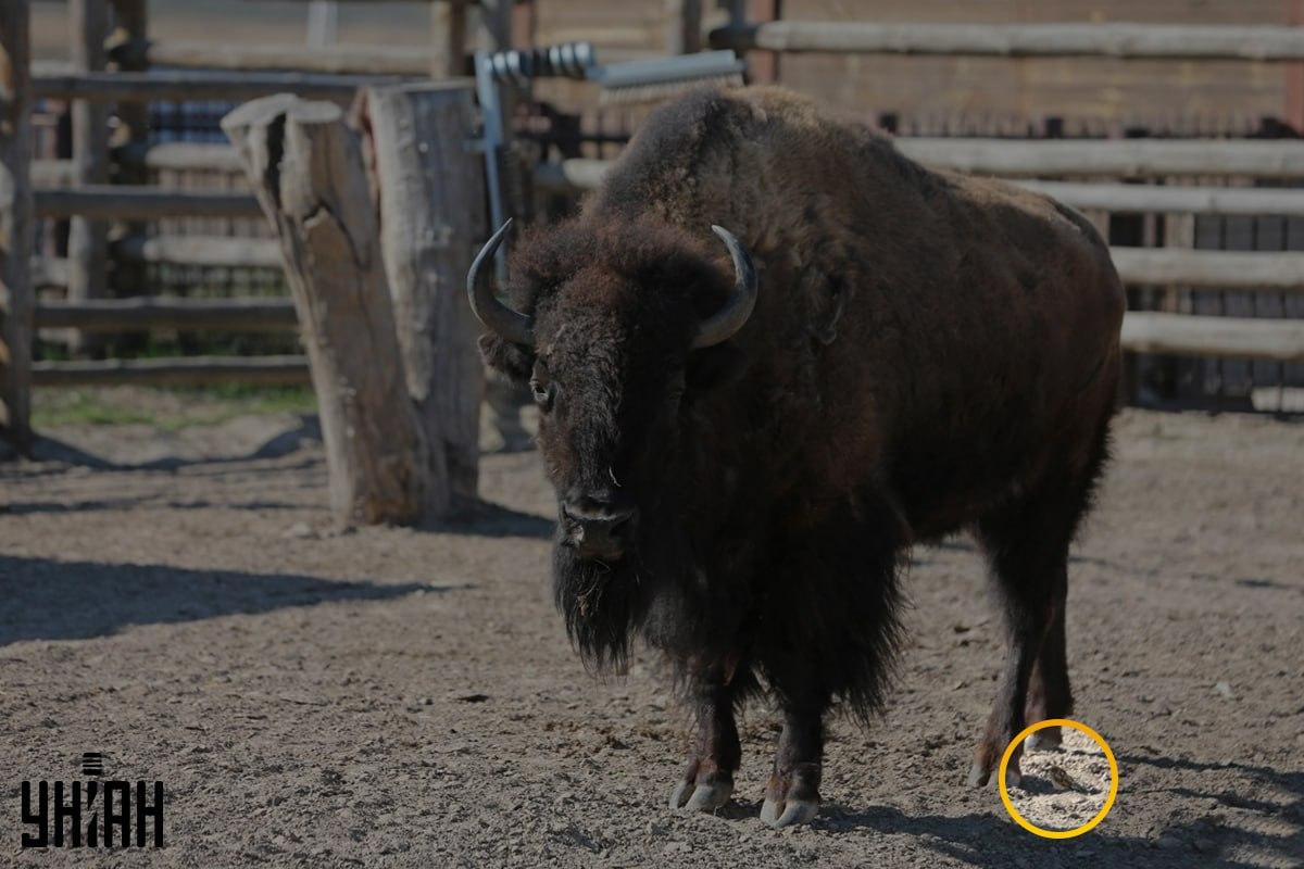 Το σπουργίτι δεν βρισκόταν μακριά από την αριστερή γωνία της εικόνας / κολάζ από φωτογραφία Moje