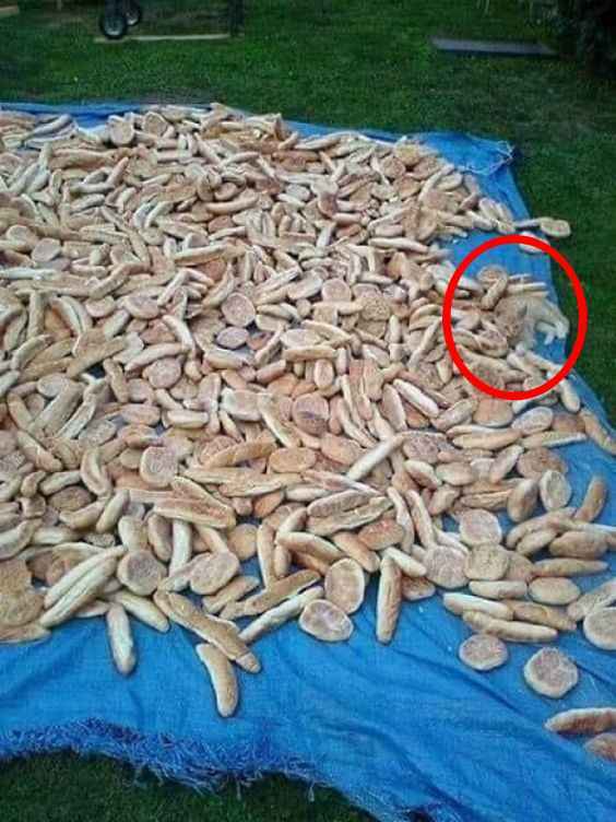 Οπτική ψευδαίσθηση για άτομα με αετίσια όραση: μόνο οι ιδιοφυΐες βρίσκουν τη γάτα σε 5 δευτερόλεπτα