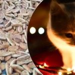 Οπτική ψευδαίσθηση για ανθρώπους με αετίσια όραση: μόνο οι ιδιοφυΐες