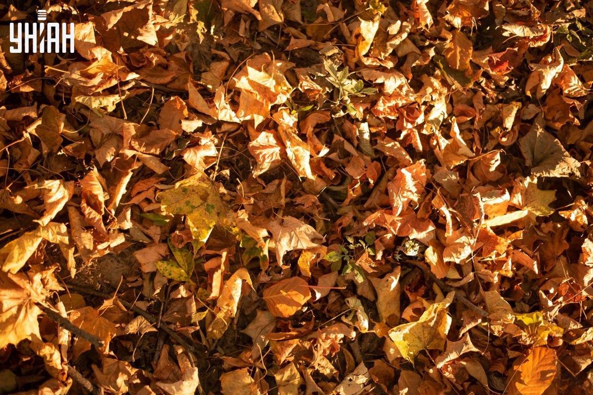 Βρείτε εγκαίρως τον βάτραχο στην εικόνα / κολάζ με τη φωτογραφία Moje